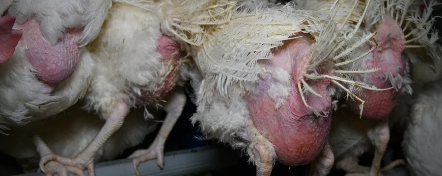 Egg layers with feather loss